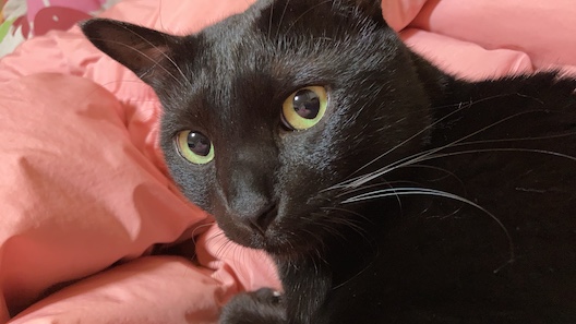 黒猫さくら